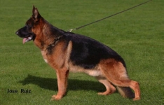 public/dog_images/721/1721692074.Mambo von der Zenteiche.jpg